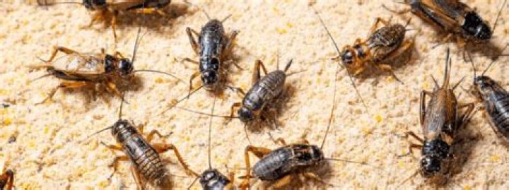 What causes cricket infestation?