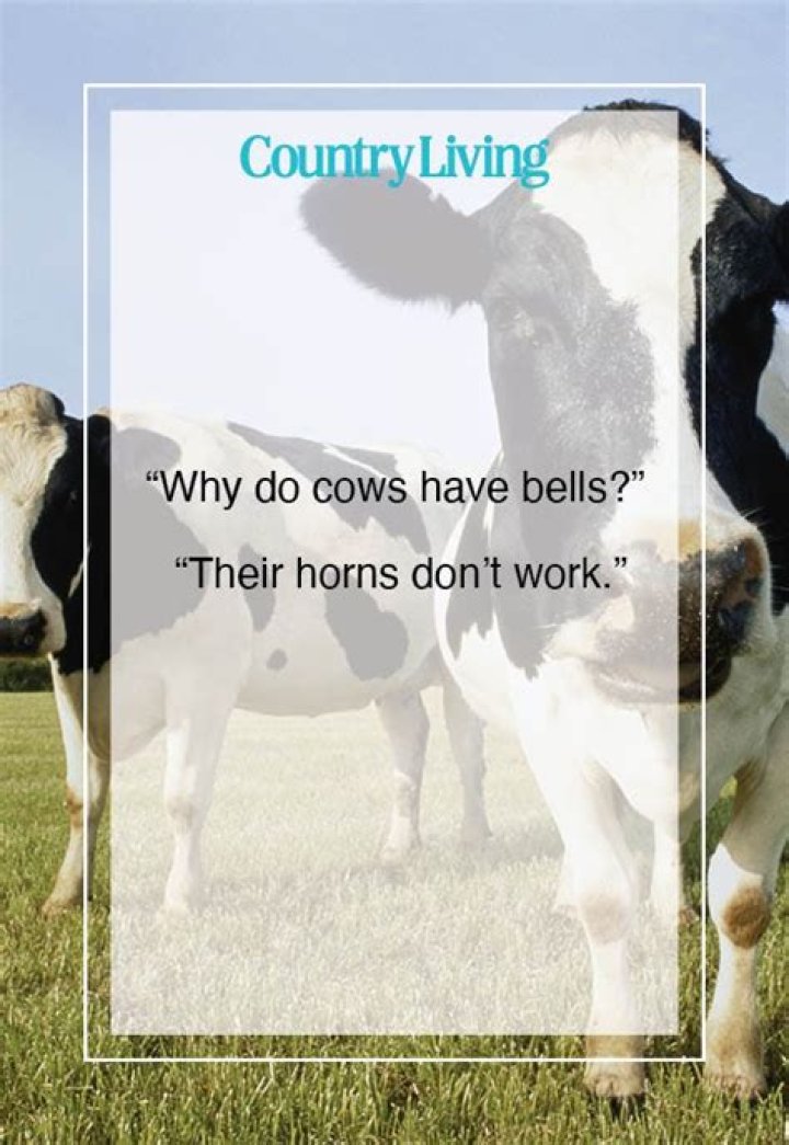 What do you do when a cow won’t get up?