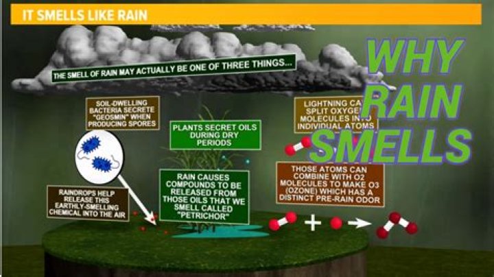 What does Lamb smell like when it’s bad?