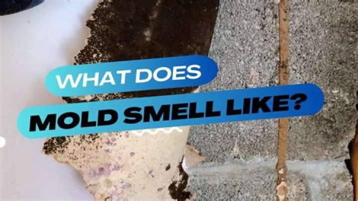 What does mold look like on box spring?
