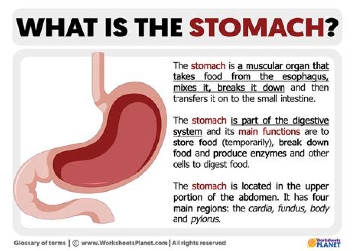 What does rigid stomach mean?