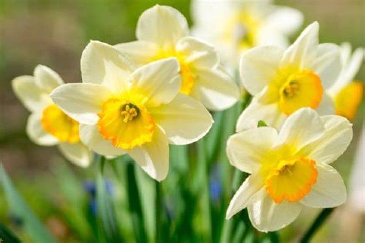 What flowers are similar to daffodils?