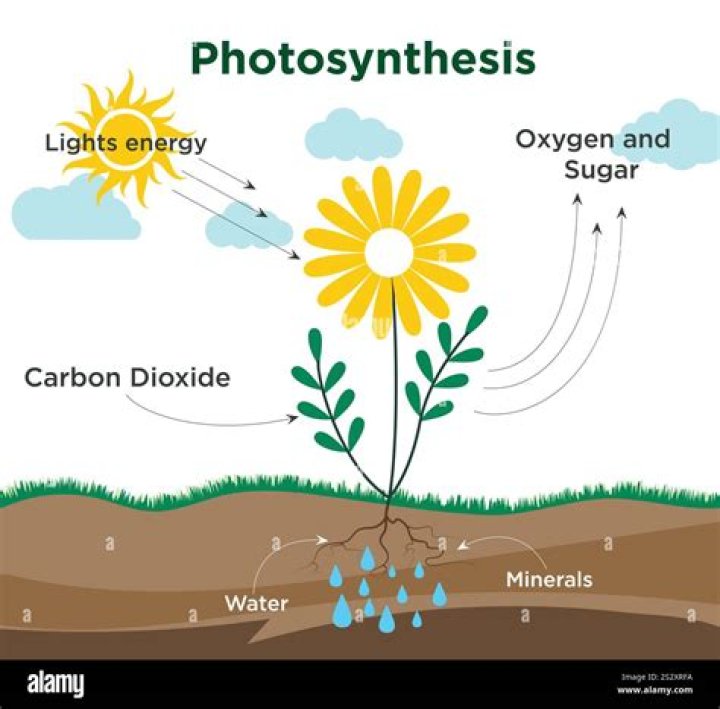 What form of energy is sunlight converted to in photosynthesis and how is it stored?