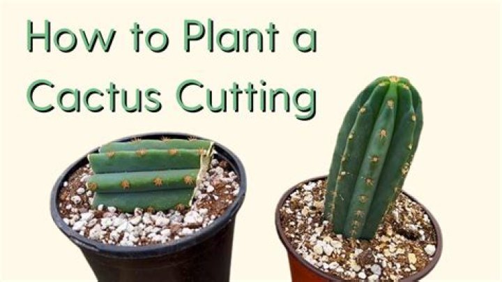 What happens if you cut a cactus in half?