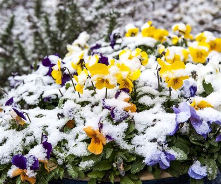 What is eating my winter pansies?