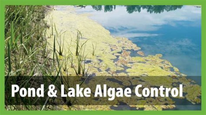 What is the best algaecide for ponds?