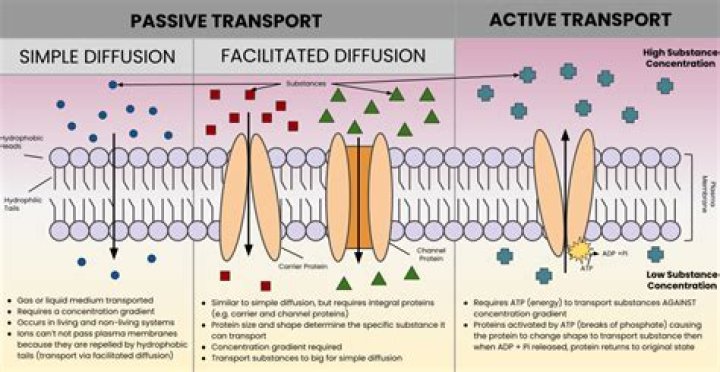 What is the difference between facilitated diffusion and active transport?