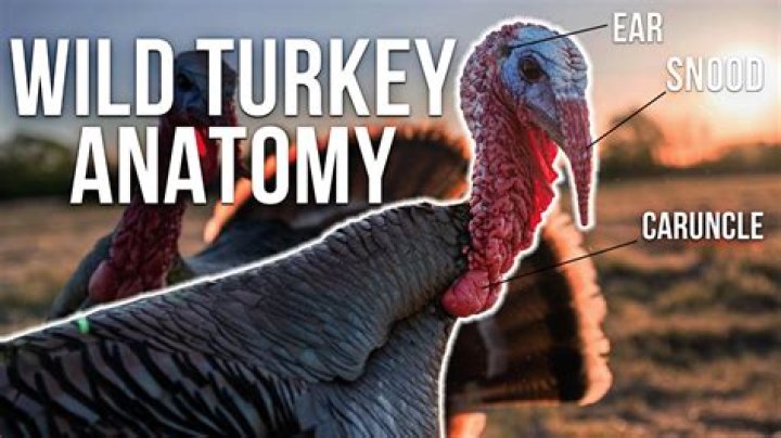 What is the extra skin on a turkey’s neck called?