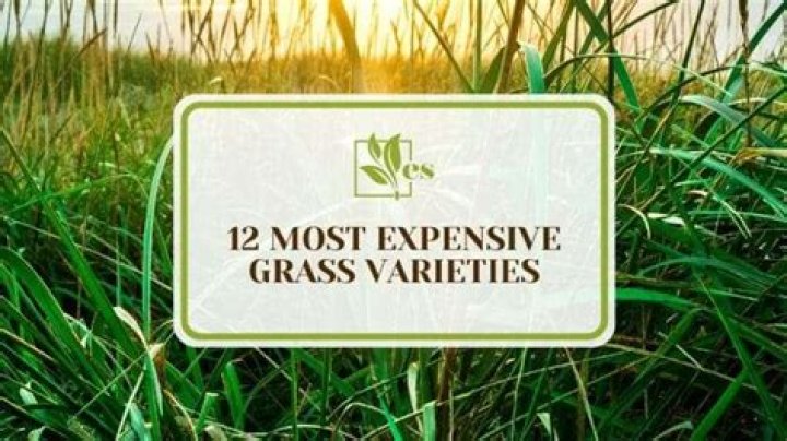What is the most expensive grass?