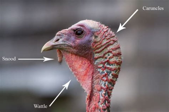 What is the neck part of a turkey called?