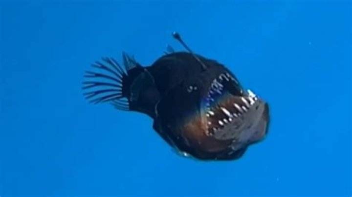 
What is the truth behind the death rumors of Olivia Cowley that surfaced on Twitter? 