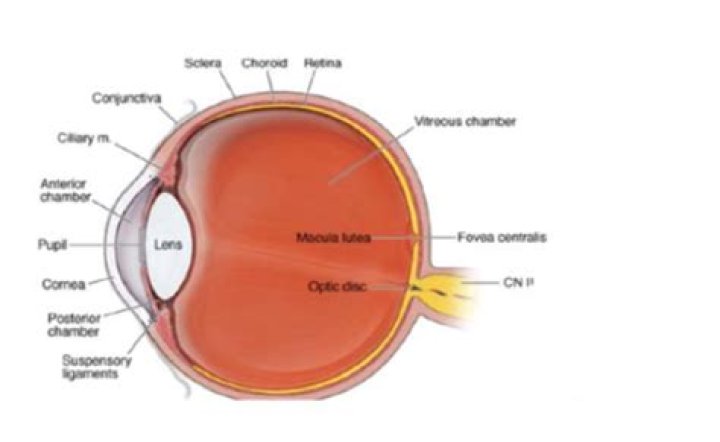 What part of the eye has the greatest visual acuity?
