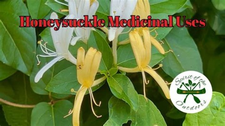 What parts of honeysuckle are edible?