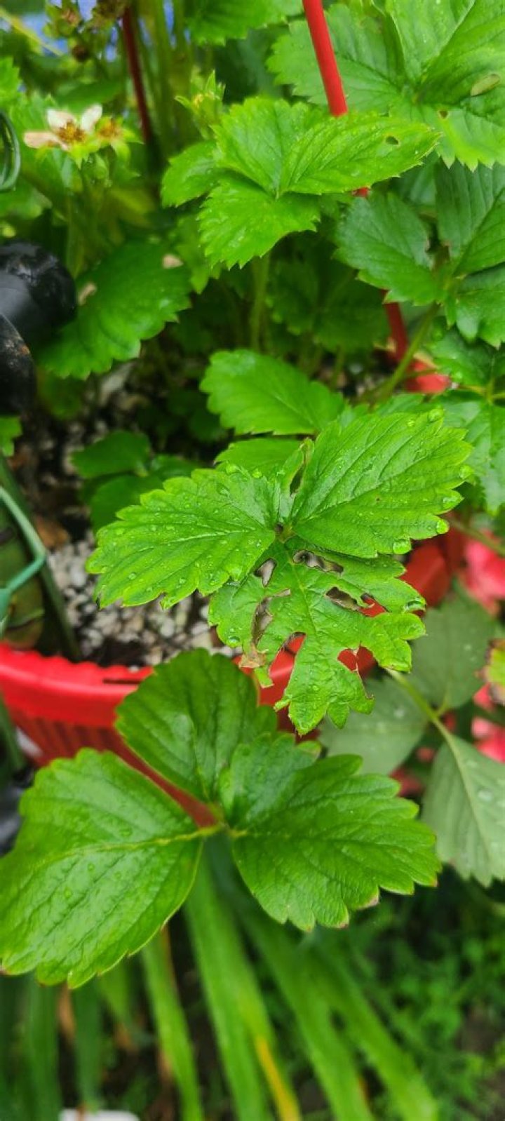 What’s eating my strawberry leaves?