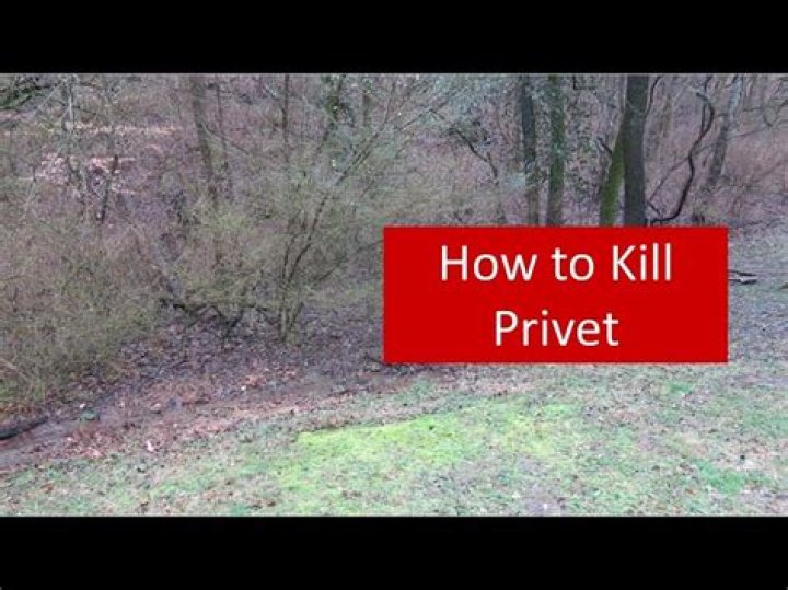 What will kill privet hedge?