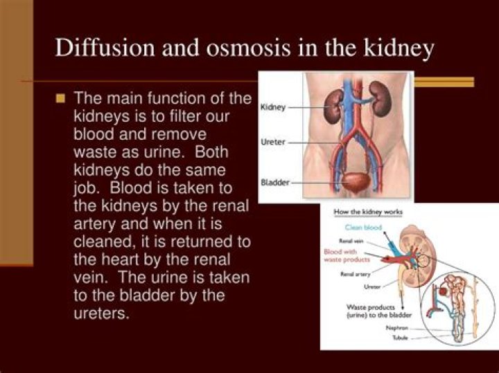 Where does osmosis occur in the kidney?