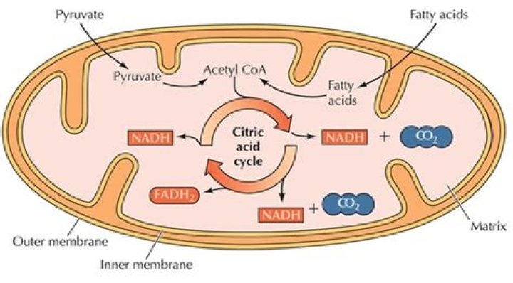 Where does the citric acid cycle occur in bacteria?