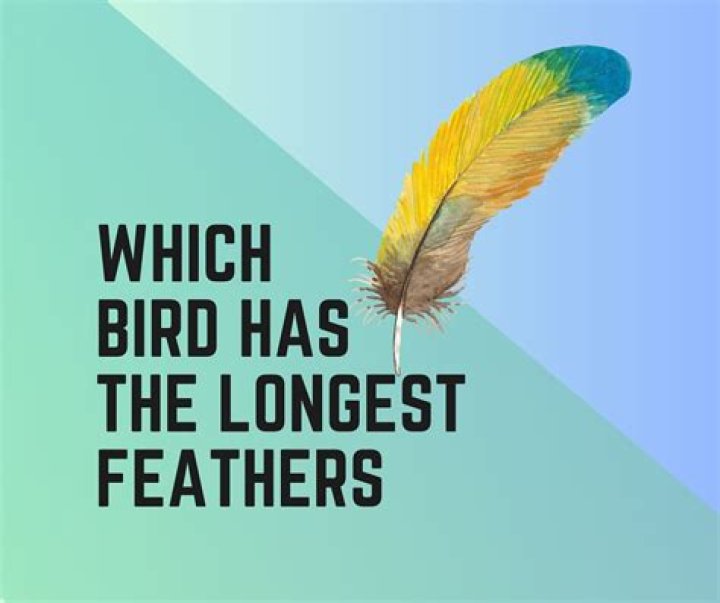 Which bird has the longest feathers?