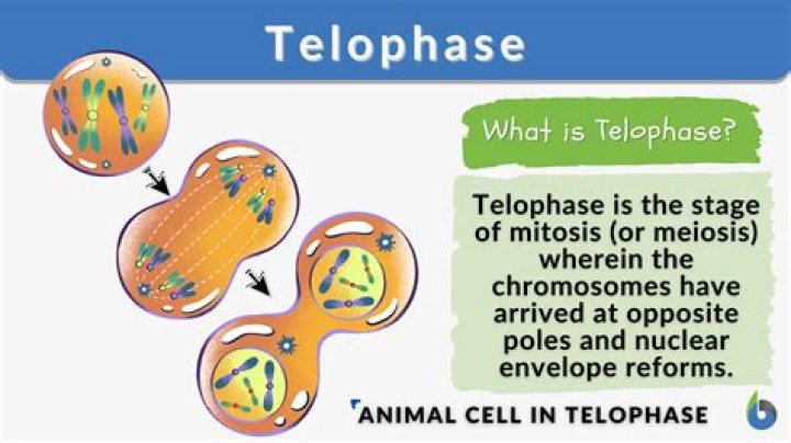 Which does not occur during telophase?