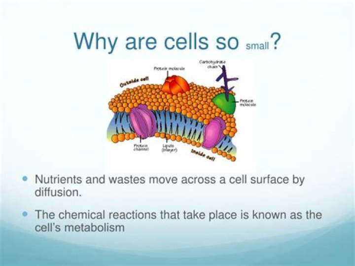 Why are cells so small physiologically?