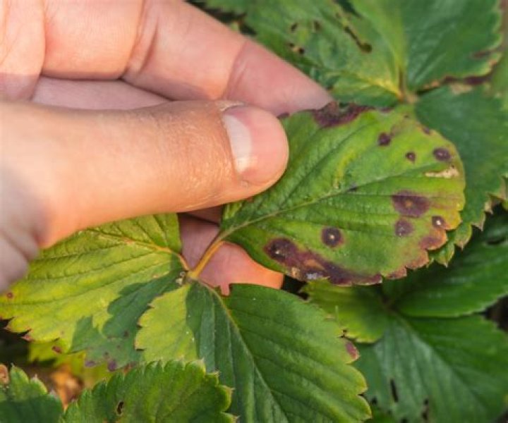 Why do my strawberry plants have holes in the leaves?