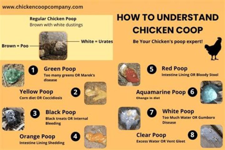 Why does my chicken have black poop?