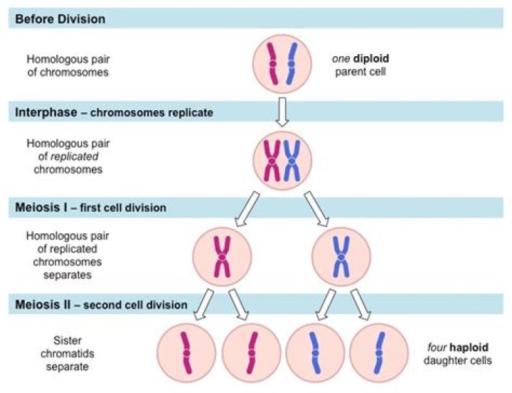 Why is meiosis called reduction division quizlet?
