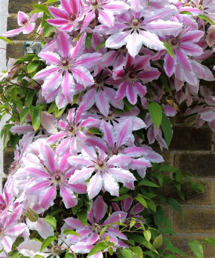 Will clematis grow up brick?