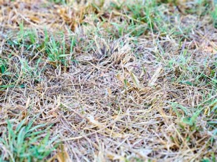 Will grass stop growing after first freeze?