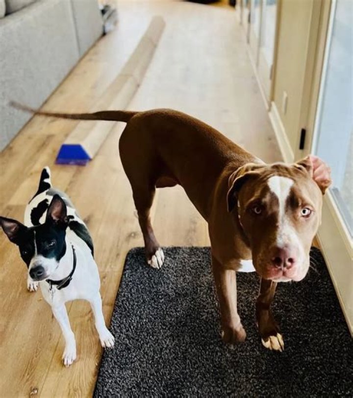 Zach McGowan Pets - Celebrity Pets